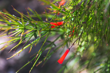 red and green leaves
