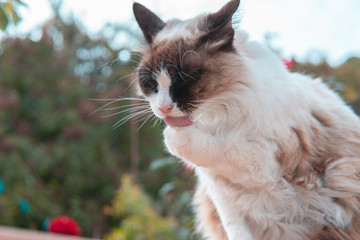 Portrait Ragdoll cat in the garden, licking its paw 