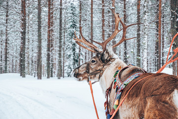 Reindeer in wintertime, Rovaniemi, Finland © Davy