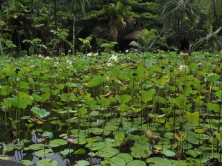 Water lilies on a sunny day
