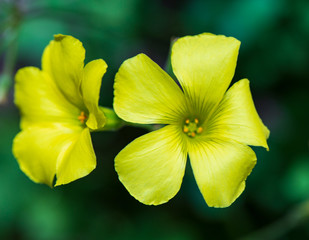 Close up of a yellow flower in the garden outdoors