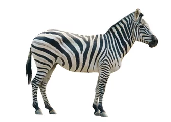Zelfklevend Fotobehang zebra isolated © anankkml