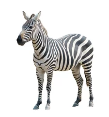 Deurstickers Zebra zebra geïsoleerd