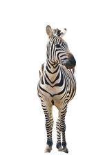 zebra isolated