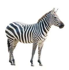 Foto op Plexiglas zebra geïsoleerd © anankkml