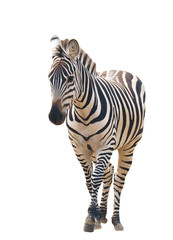 zebra isolated