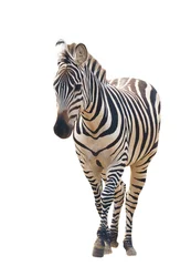 Foto op Canvas zebra geïsoleerd © anankkml