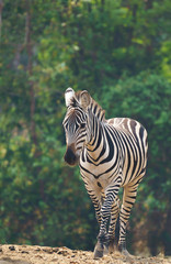Zebra allein stehend