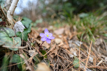 natura