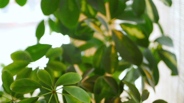 camera moves upward along large Scheffler plant with juicy green leaves. Close-up shot of foliage on a light background, leaves in focus and out of focus