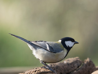 Parus major. Carbonero Común en libertad