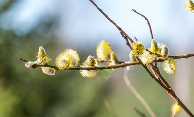 First Buds on a Bush in Spring