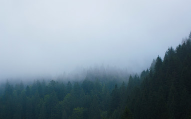 forest in the mountains in a haze against the sky