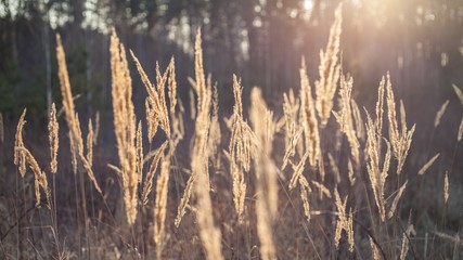 Fototapeta premium grass on the lights of a sun