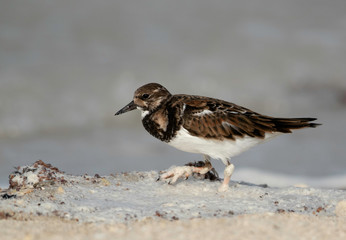 Ruddy Turnstone at Busaiteen coast, Bahrain