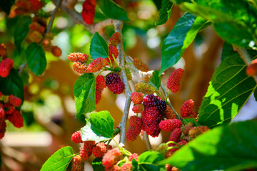 ripening fruits on the branches of a mulberry tree