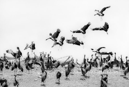 Demoiselle cranes overwintering in Rajasthan - India
