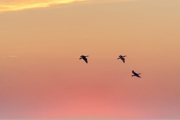 Black Cormorants Flying in Formation in a Blue Sky over the Baltic Sea at Sunset