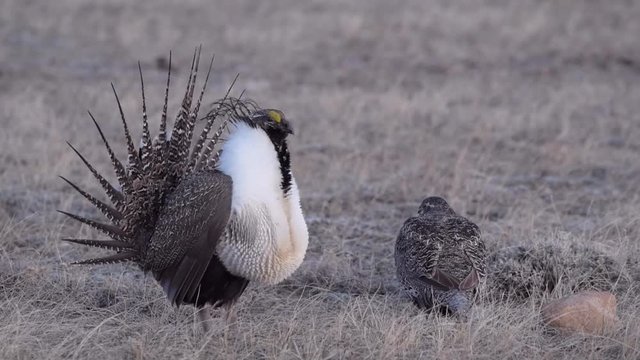 A Male Greater sage-grouse Courtship Display with Inflated Gular Sacs and Female Hen (with sound)