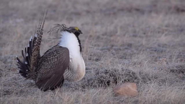 A Male Greater sage-grouse Courtship Display with Inflated Gular Sacs and Female Hen (with sound)