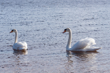 Swan on Quiet and Peaceful Lake