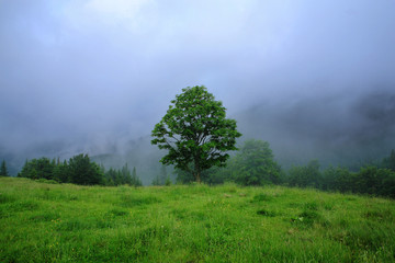 Fototapeta na wymiar Lonely tree in the fog