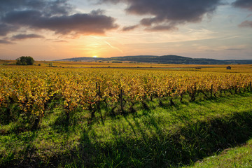 Vignoble en automne