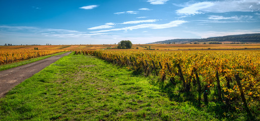 Vignoble en automne
