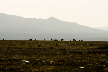 Fototapeta premium wildlife such as bird and dear in sweden in warm light
