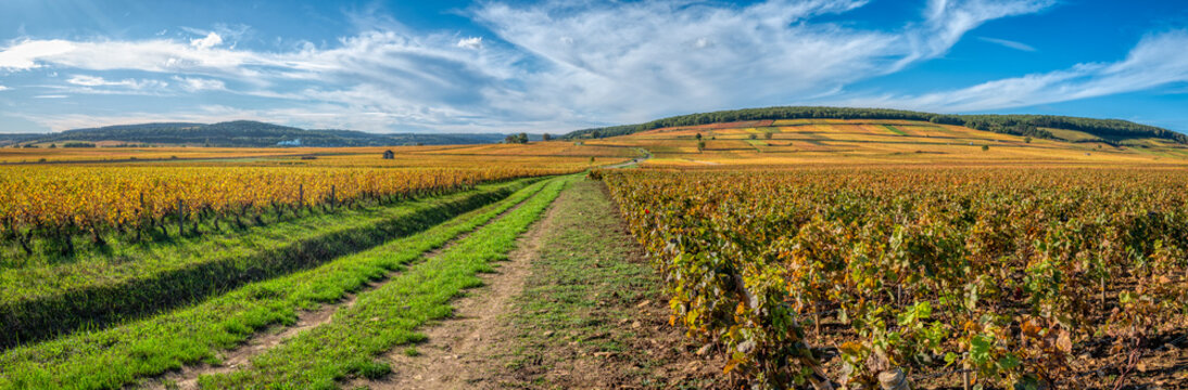 Vignoble en automne