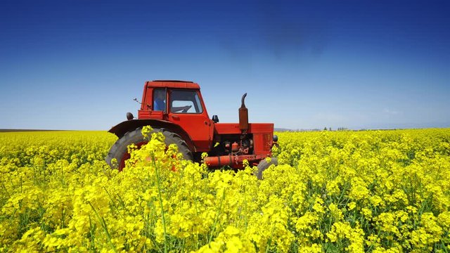 Farm tractor in a rapeseed field and blue sky, beautiful spring day