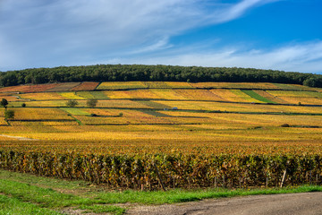 Fototapeta premium Vignoble en automne