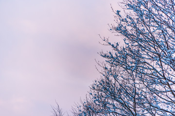 Snowy Tree at Sunrise with Pink and Blue Sky