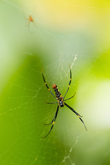 Close-up shot of big spider on a web. Green background. Wildlife nature of insects. Detail macro picture.