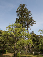 Jardines Kenrokuen, en Kanazawa, Japón