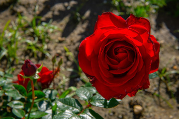 red rose in garden