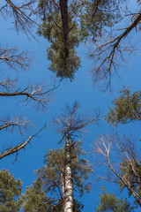 Fototapeta premium Looking up to the Sky through the Tall Trees