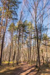Spring Forest in Northern Europe with Bare Trees