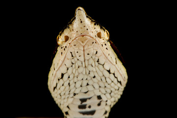 Fototapeta na wymiar hundred-pace viper (Deinagkistrodon acutus)