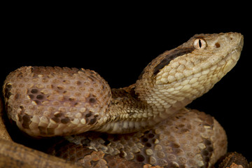 Central American jumping pitviper (Atropoides mexicanus)