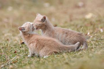 Adorable yellow kitten play outside. A little cute kitten playing in the  yard