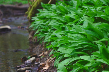 Wild garlic grows beautifully in the forest by a stream.