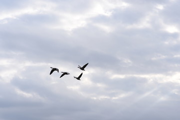 Geese flying in formation at dusk 