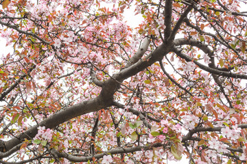 Spring. Old cherry blossoms in Union Square in New York bloomed profusely with pink flowers. Close-up. Concept. Background.