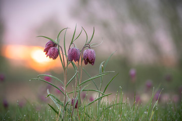 Snakes head fritillary, Fritillaria meleagris, sunrise in an Oxfordshire flood meadow