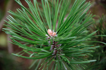 Naklejka na ściany i meble Late spring. A young branch of pine needles with a bud opening. Background. Close-up.