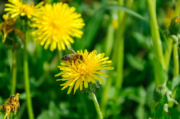 Late spring. A bee sat on a bright yellow dandelion flower on a background of green grass. Background. Close-up.