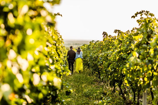 Rear View Of Couple Holding Hands While Walking At Vineyard
