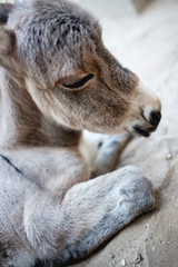 Beautiful baby donkey with closed eyes