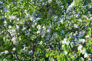 Spring. Abundantly blooming apple tree strewn with delicate white flowers. Background.